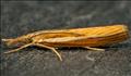 1305 (63.089) Agriphila tristella